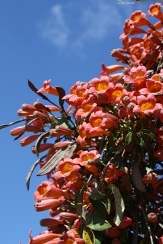 Tangerine Beauty Cross Vine, crossvine, Bignonia capreolata 'Tangerine Beauty', Anisostichus capreolata, Doxantha capreolata